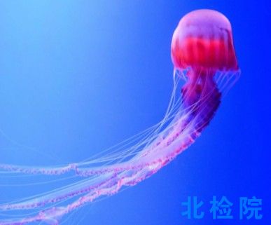 海洋生物測(cè)試