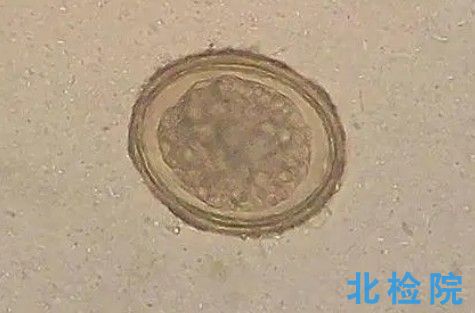 實(shí)驗(yàn)動物寄生蟲試驗(yàn)