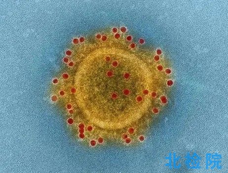 實(shí)驗(yàn)動(dòng)物病毒試驗(yàn)