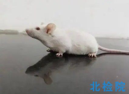 實(shí)驗動物遺傳試驗