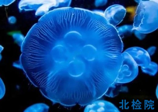 海洋生物體測(cè)試