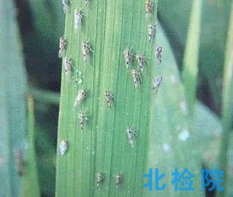 吡蟲啉懸浮劑測(cè)試
