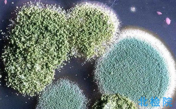 水體細(xì)菌測試