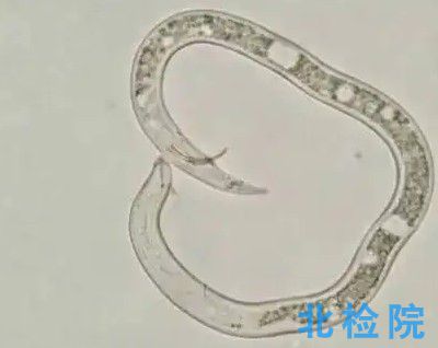 植物寄生線蟲測(cè)試
