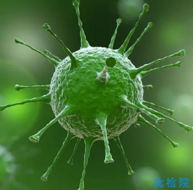 植物病毒試驗(yàn)