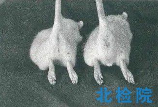 <a href=http://hay71k.cn/keyan/dongwushiyan/ target=_blank class=infotextkey>動(dòng)物試驗(yàn)</a>項(xiàng)目及報(bào)告