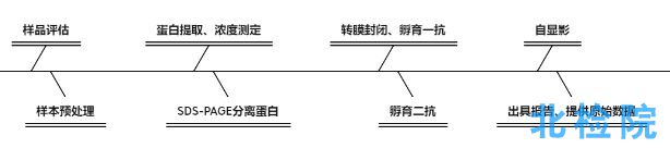 蛋白印跡試驗(yàn)