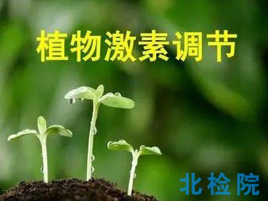 植物激素指標(biāo)檢測
