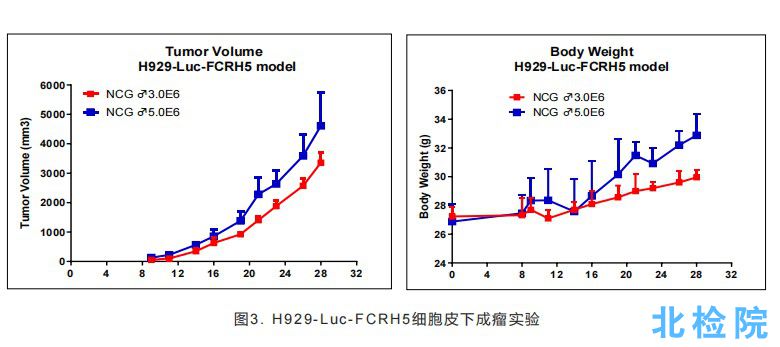 人多發(fā)性骨髓瘤皮下成瘤模型