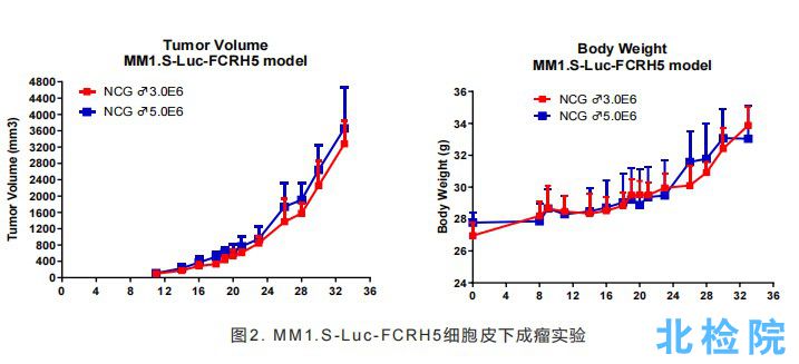 人多發(fā)性骨髓瘤皮下成瘤模型