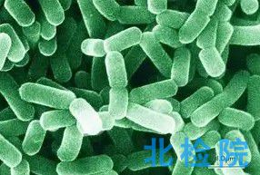 銅綠假單胞菌檢測(cè)
